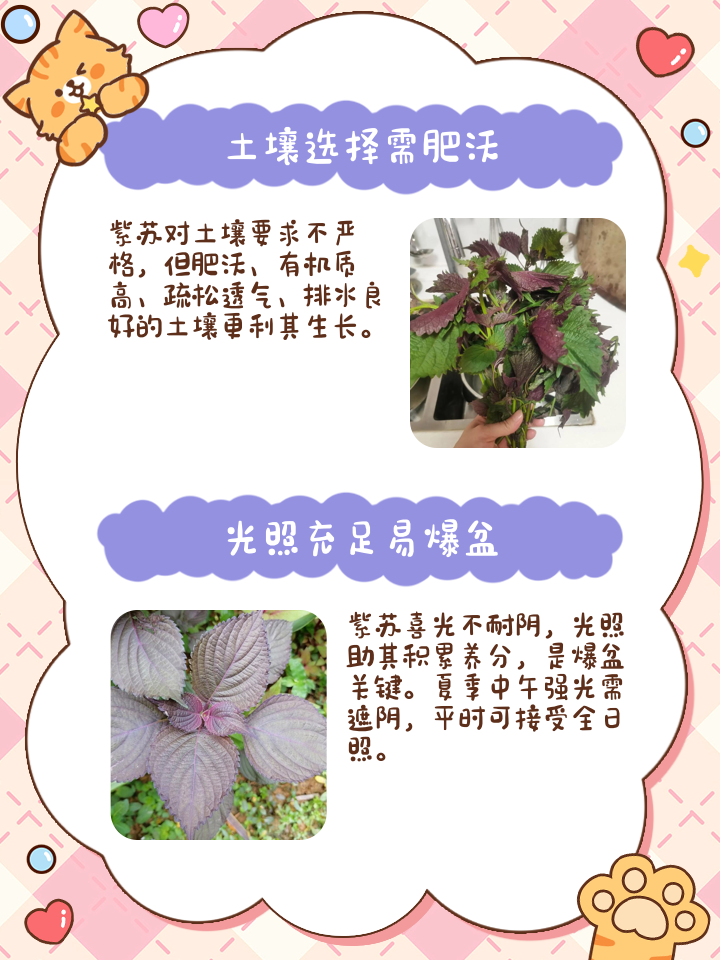 紫苏种植