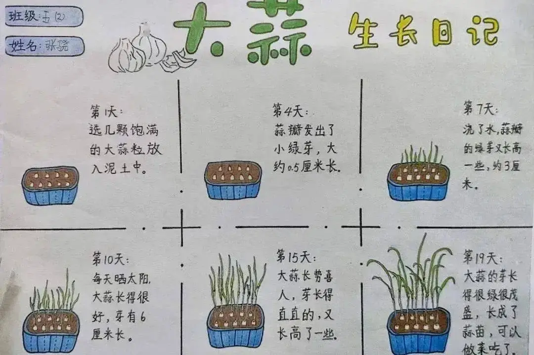 大蒜种植
