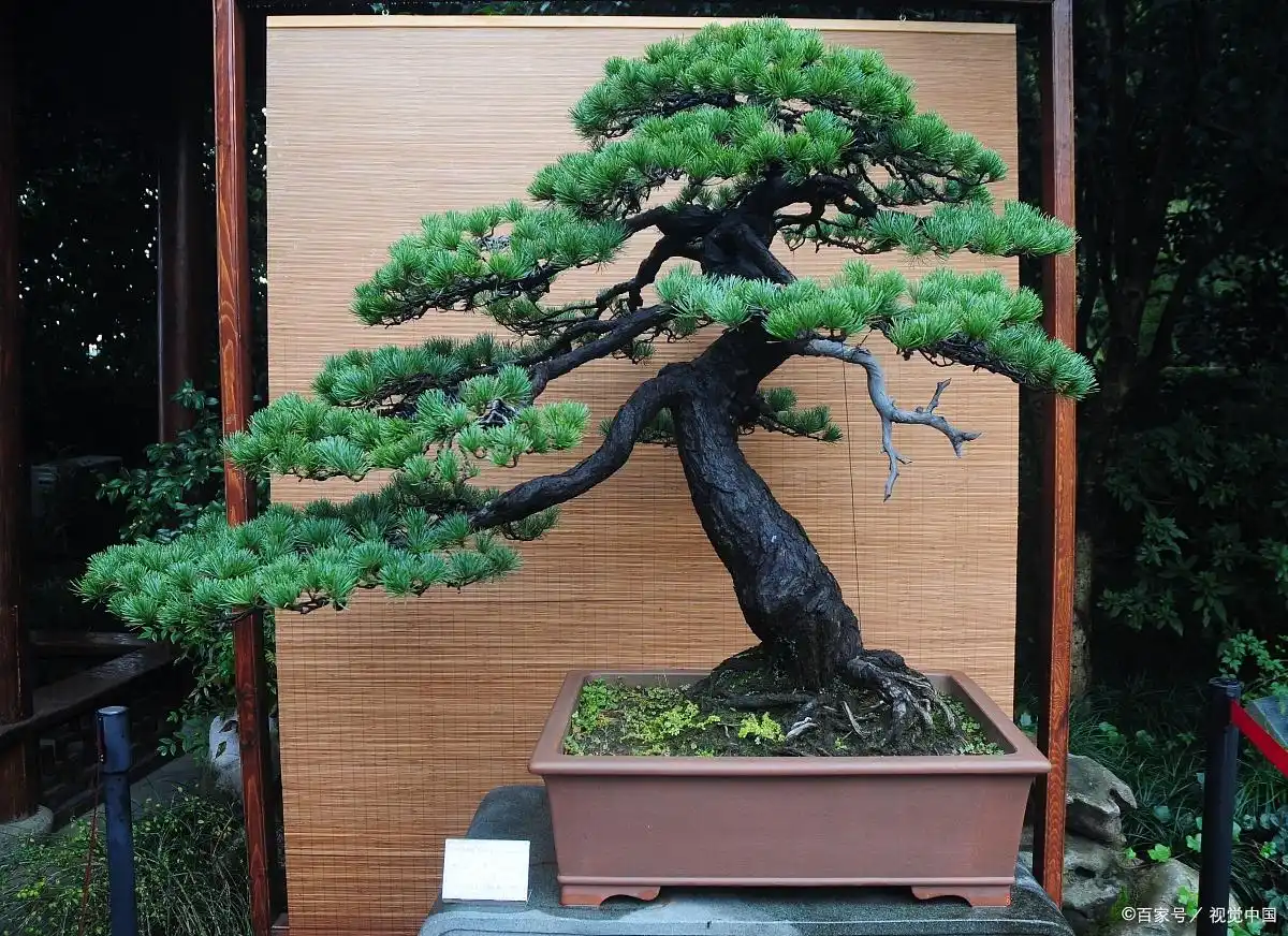 罗汉松