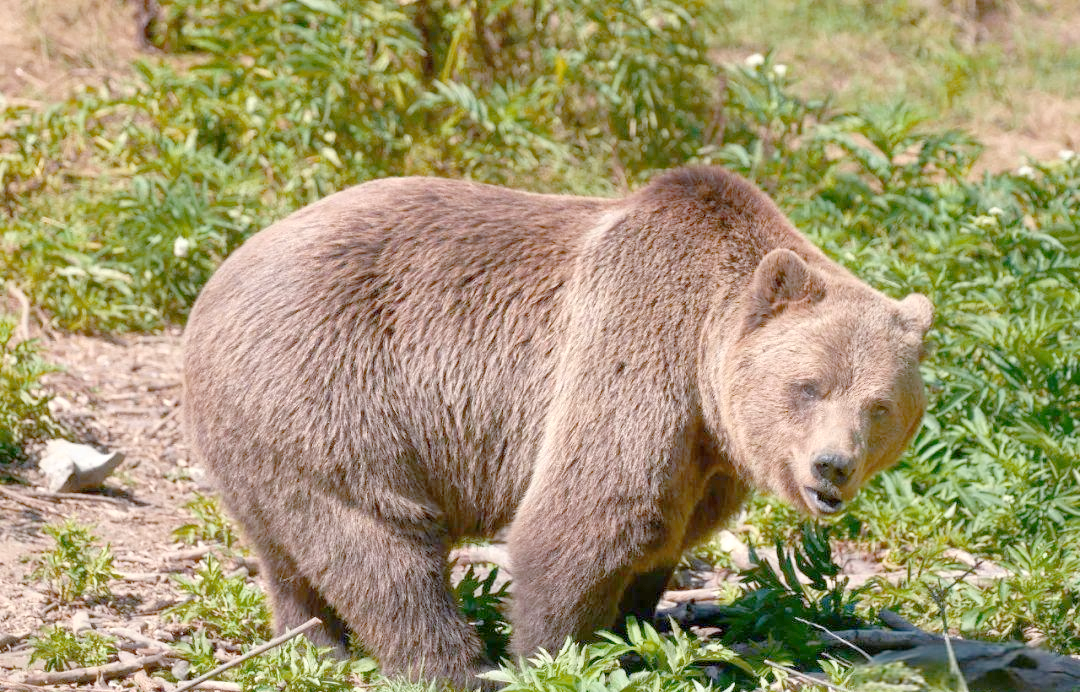 什么是白灵熊，它们真的存在吗？...