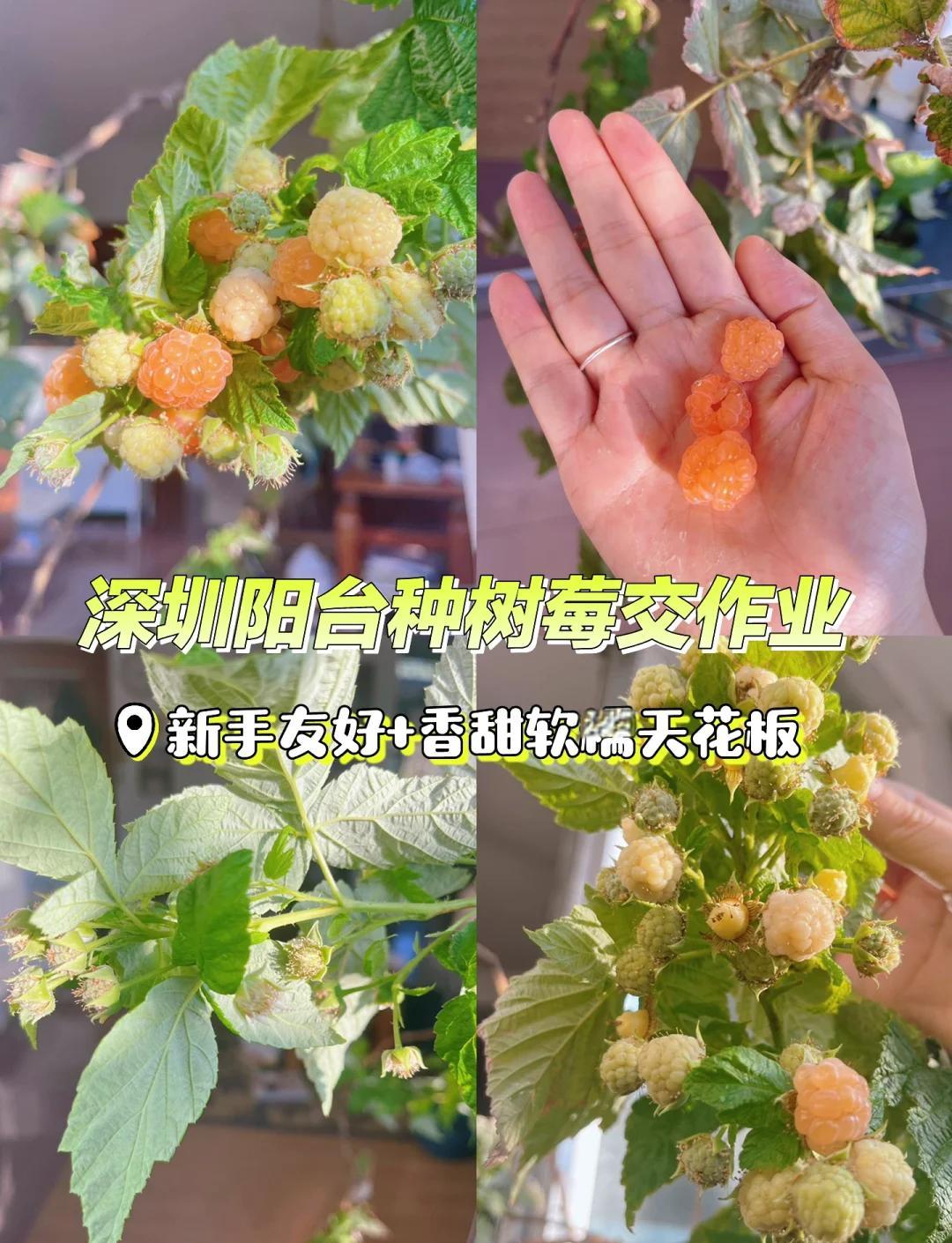 树莓种植