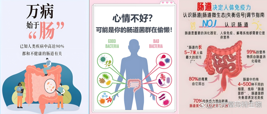 减肥必备知识:肠道细菌会让你长胖吗?...