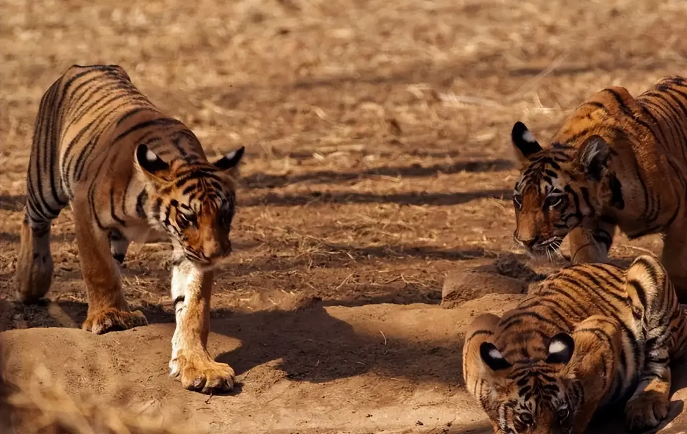 当年中国将5只华南虎放养到非洲大草原，它们后来怎么...
