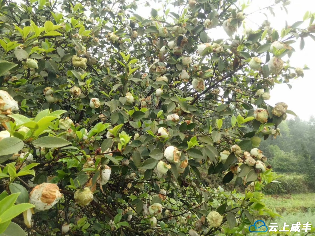 茶泡是什么东西 茶泡形成原因与特点