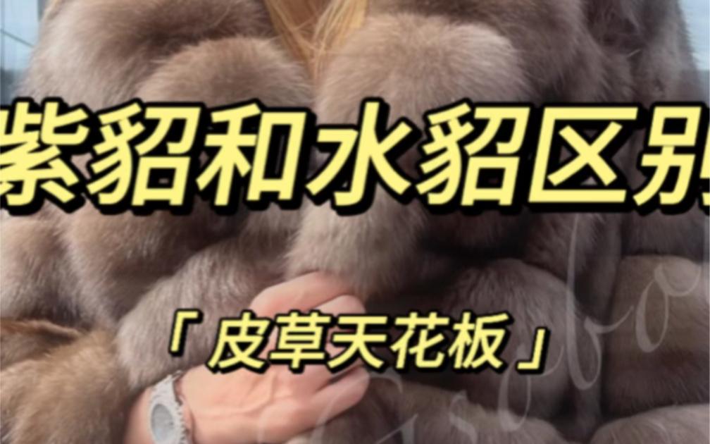 水貂养殖