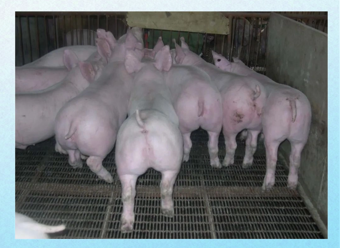 杜长大三元猪的生产性能 杜长大三元猪能长多少斤