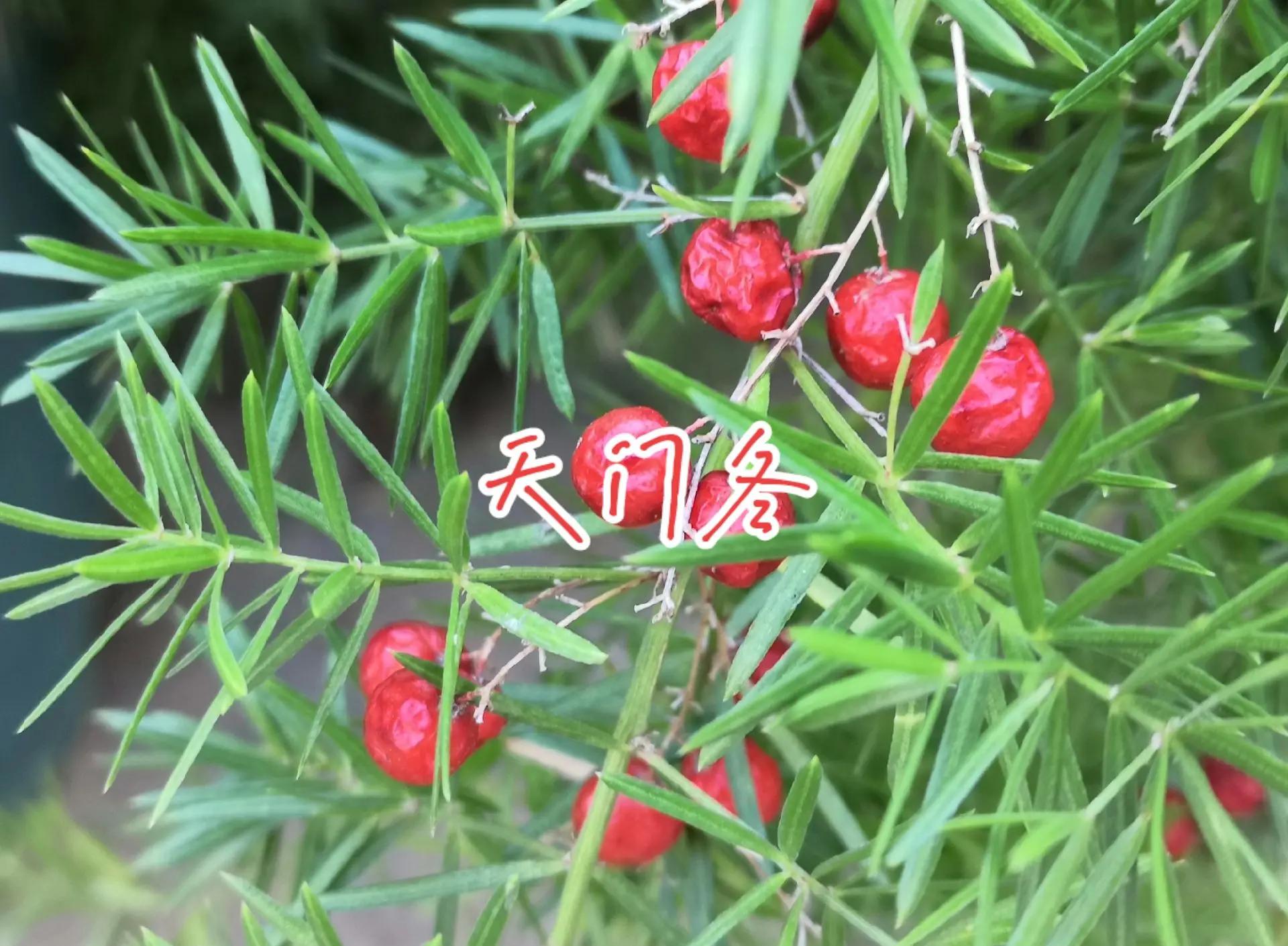 天门冬多少钱一斤 天门冬价格为啥这么贵