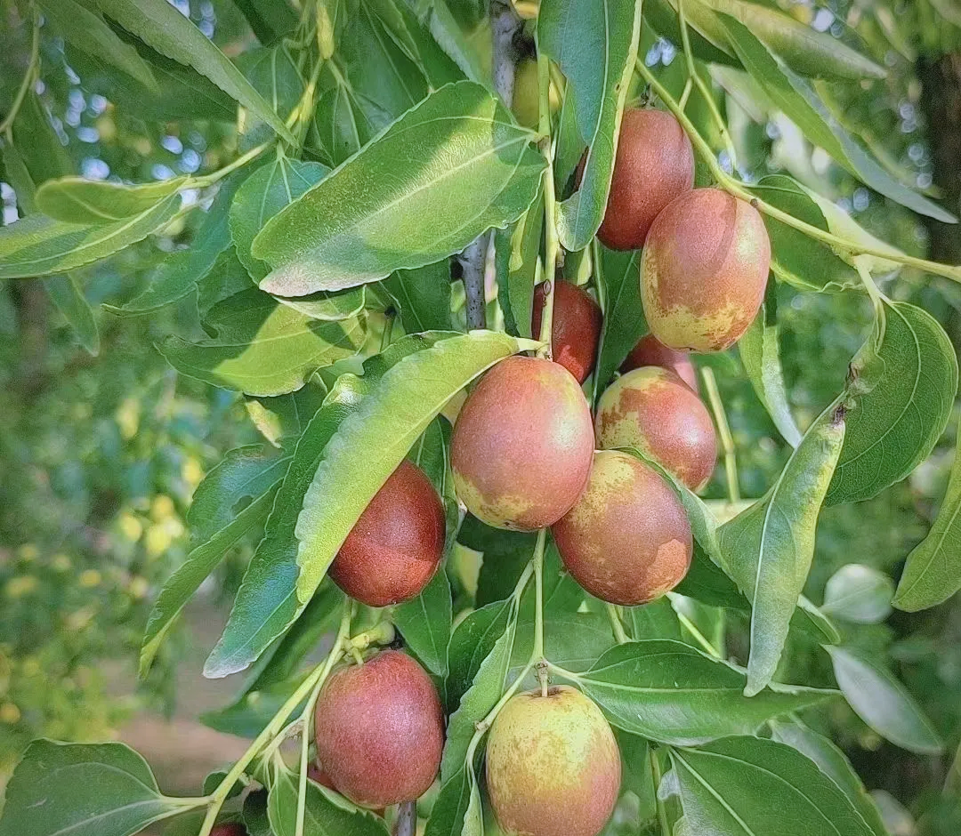 新手小白怎样用暗号巧妙玩转小枣到家