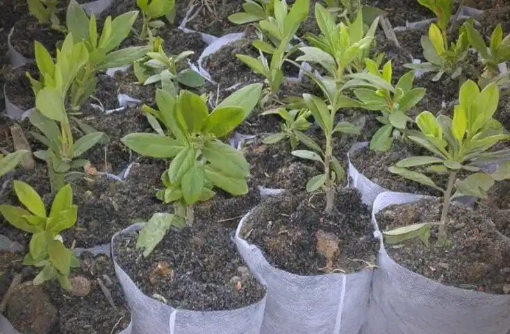 无纺布袋种植优缺点 不用土壤改用袋子种辣椒好用又省钱
