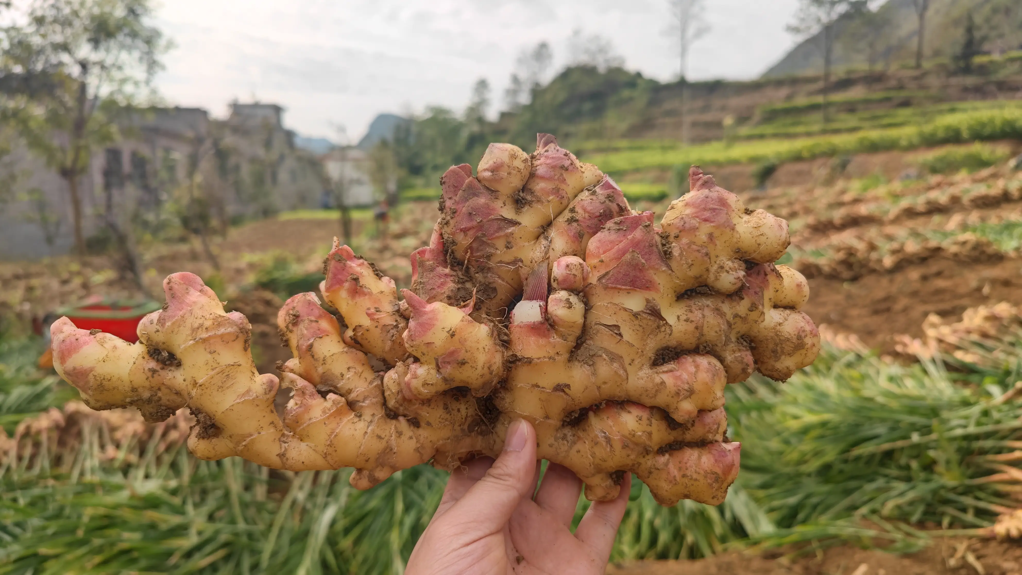 生姜的功效与作用