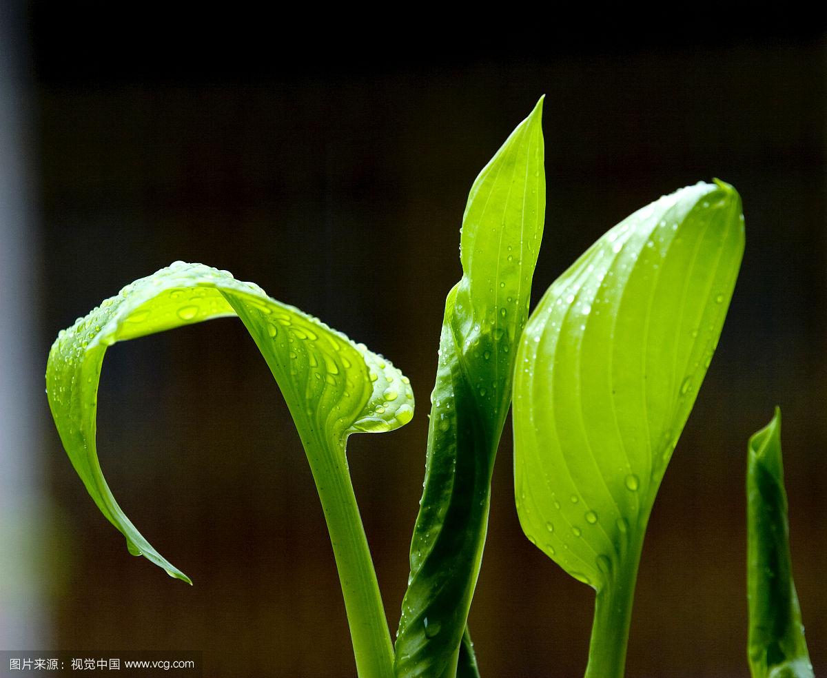 会爆炸的植物 种子传播和奇异植物有哪些