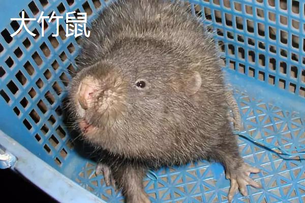 竹鼠养殖技巧 竹鼠种类及识别方法