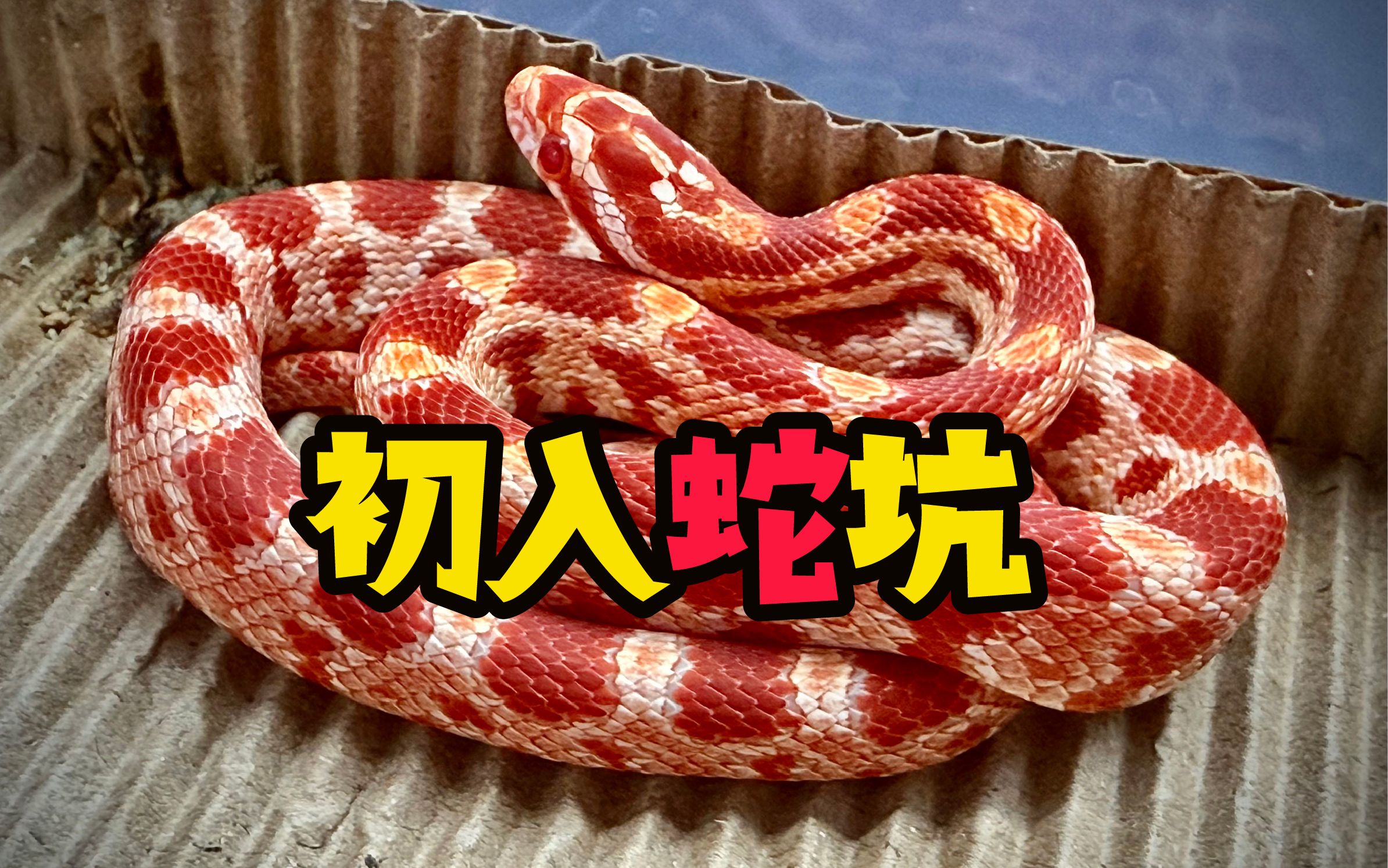 玉米蛇都吃什么东西 玉米蛇怎么养最喜欢吃什么食物