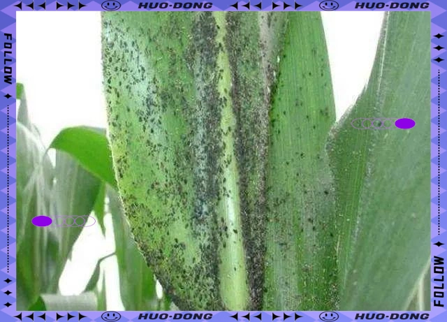 玉米蚜虫的危害有哪些 玉米蚜虫怎么防治既防治玉米蚜虫
