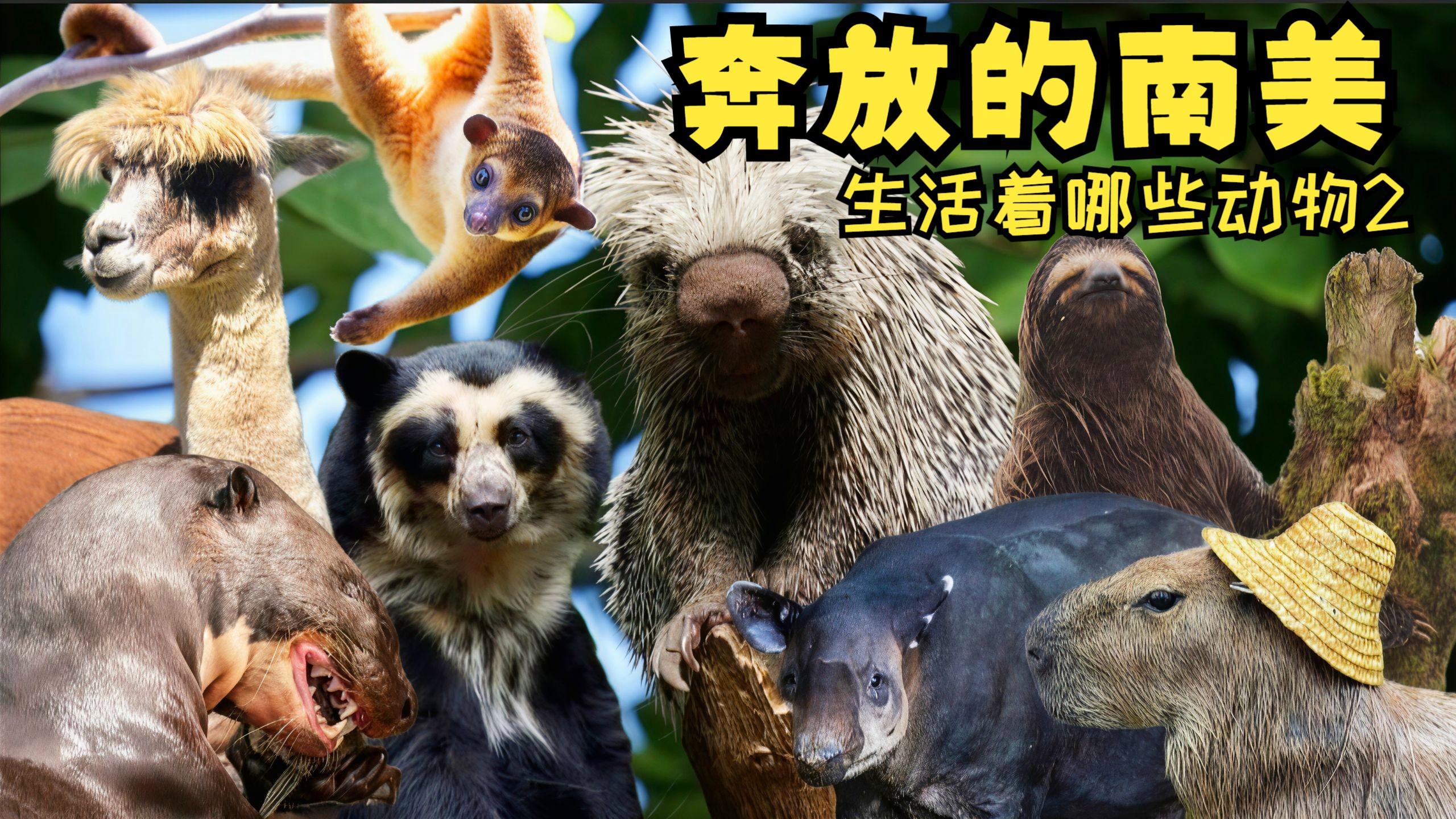 互联网爆料：成都何日君有半套没｜实测服务项目与避坑指南🔥