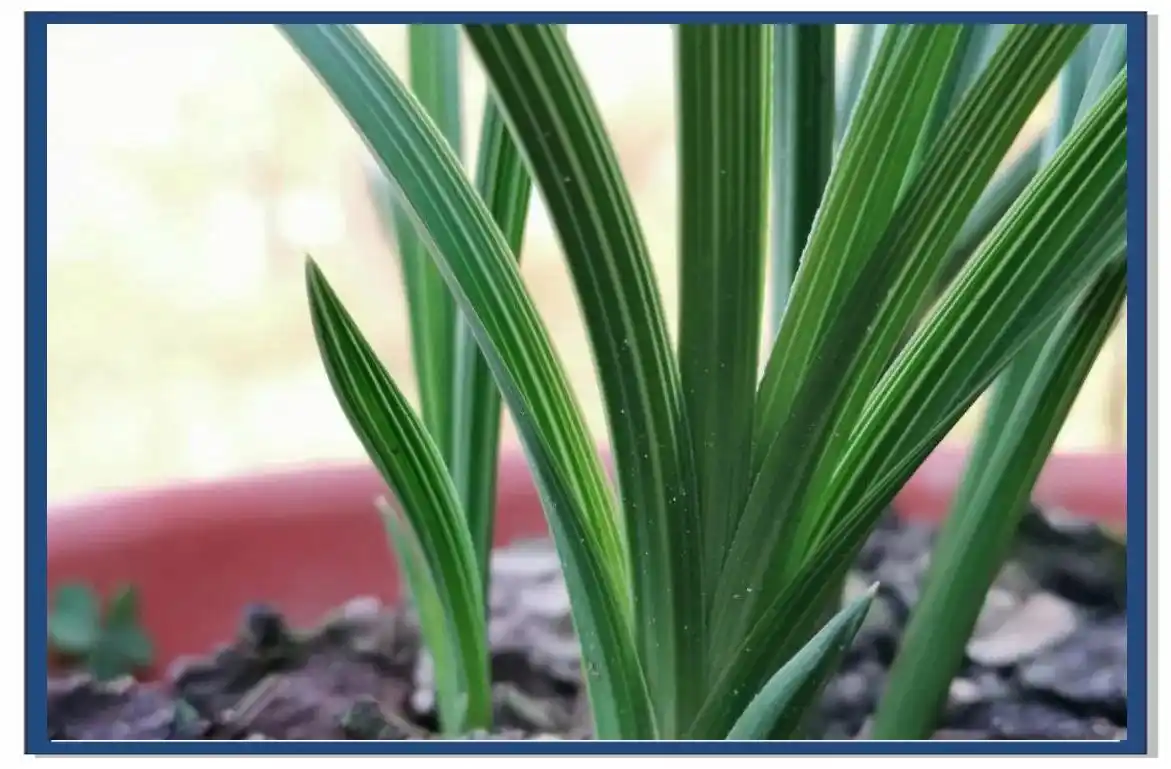 兰花种植方法