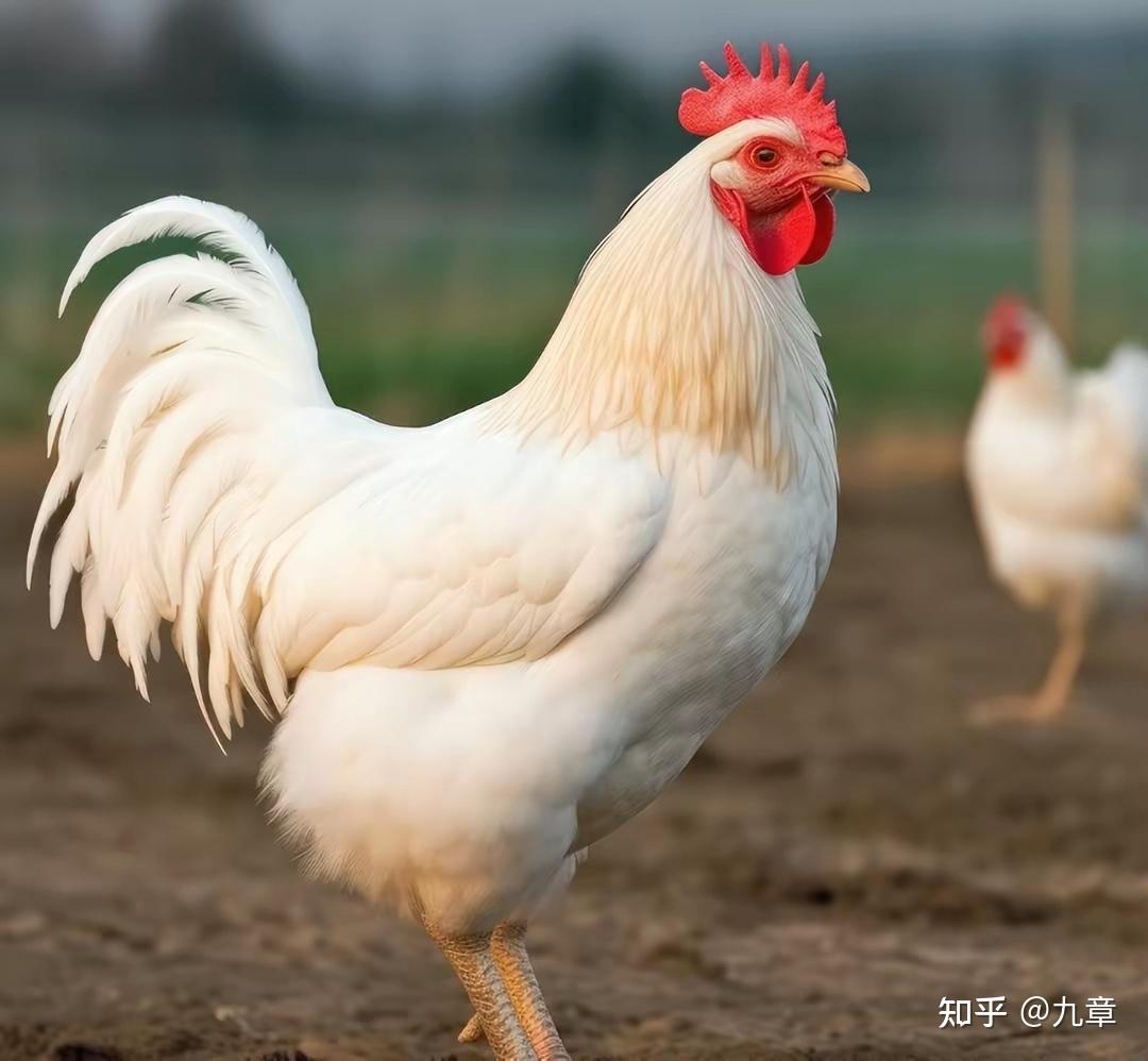 白羽肉鸡品种哪个最好养 白羽肉鸡到底是什么健康吗