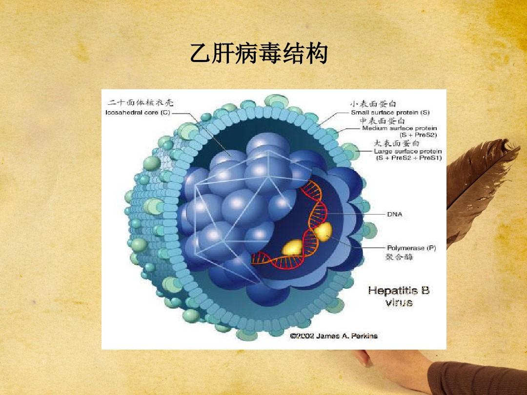 乙肝能治好吗