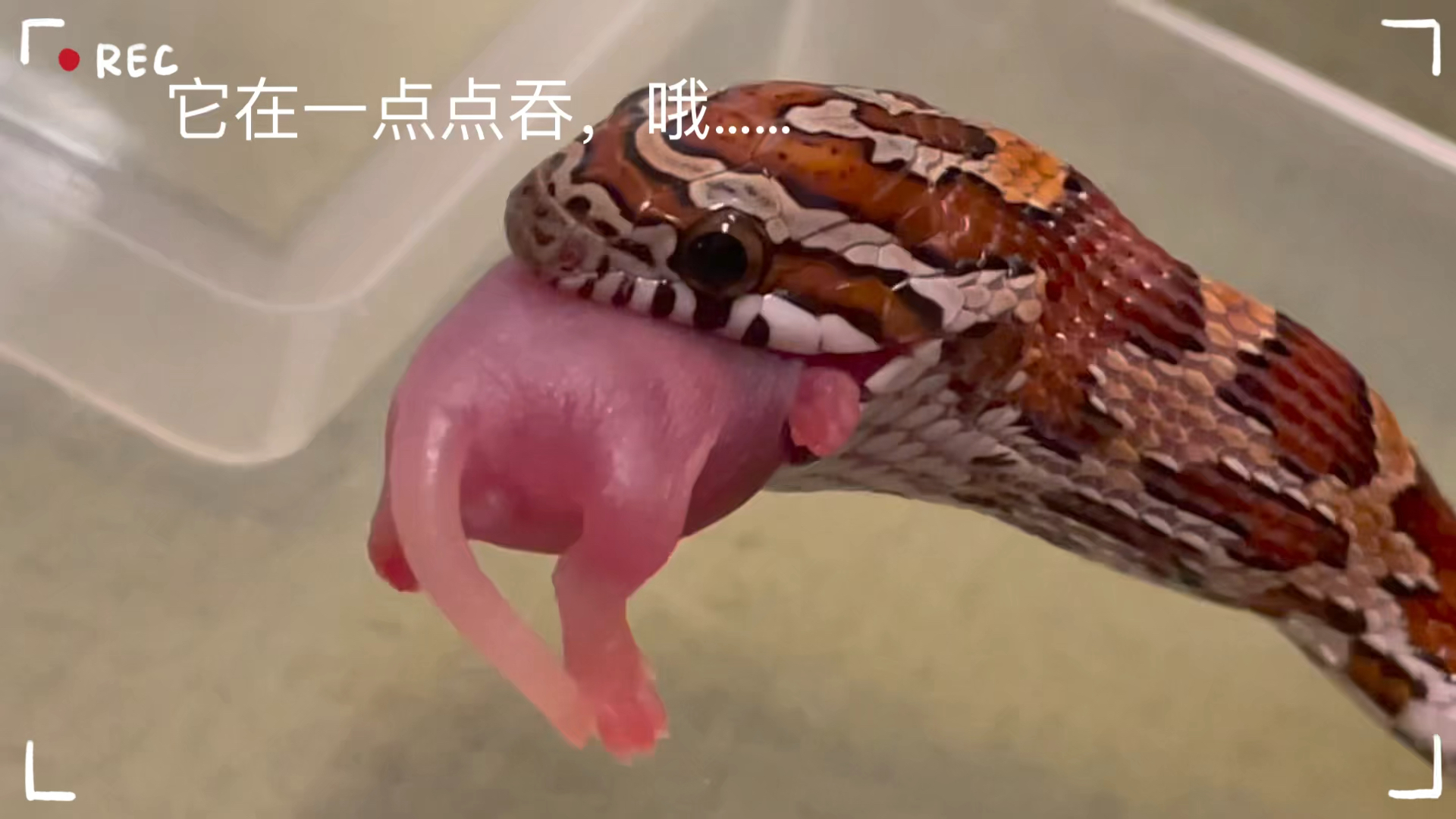 玉米蛇