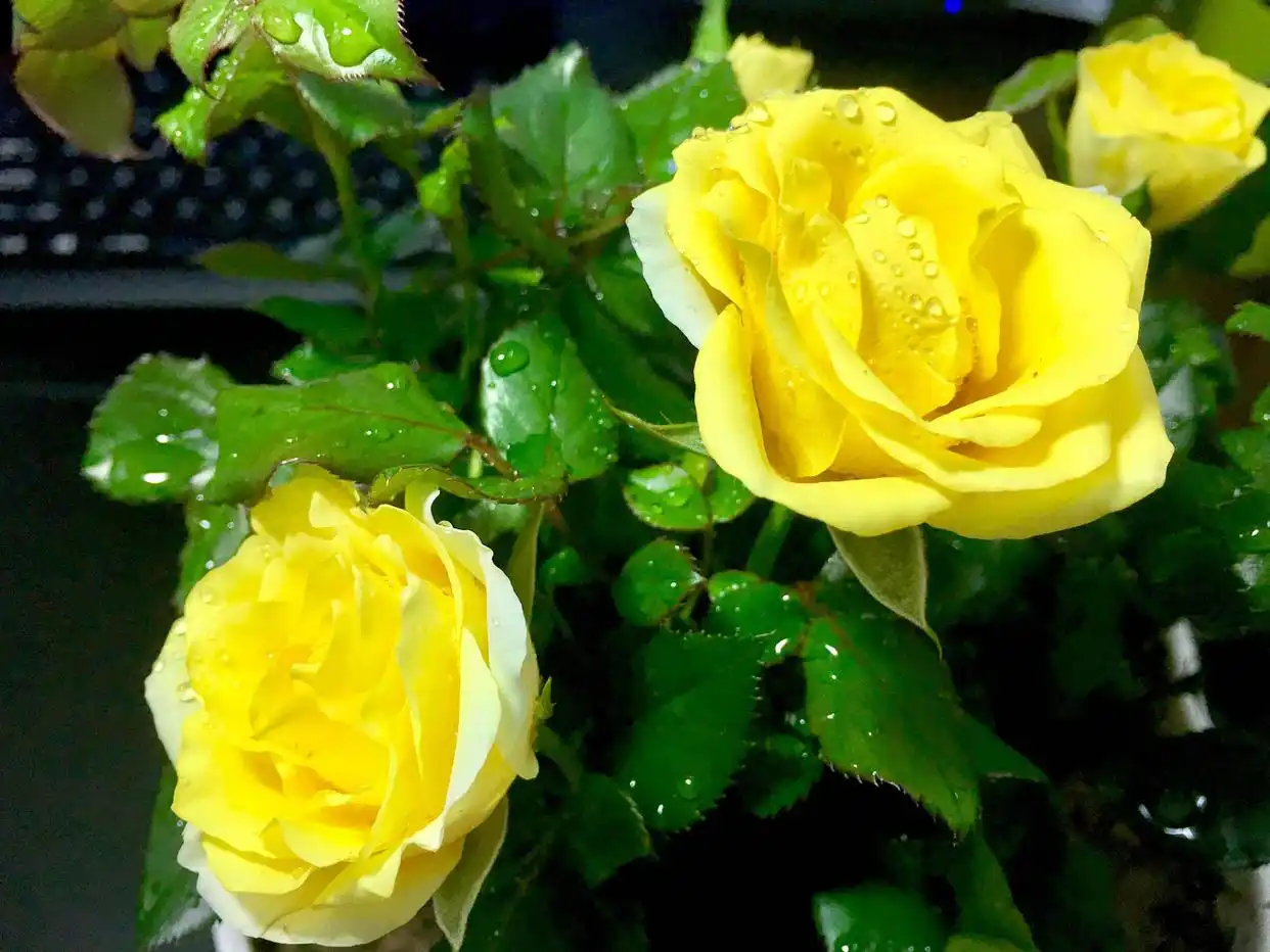 为什么穷人家的“富二代”特别多?...