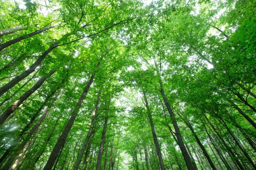 雨林木风官网是什么 雨林木风系统官网在哪下载