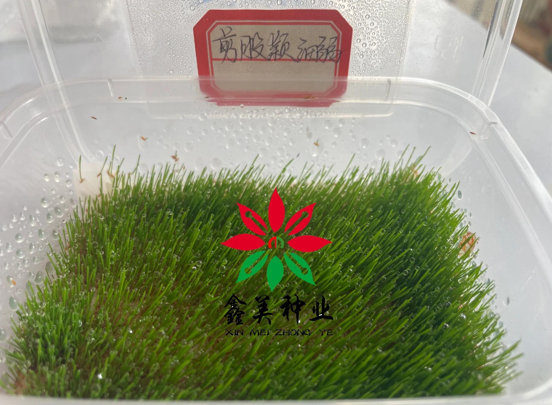 草坪种植