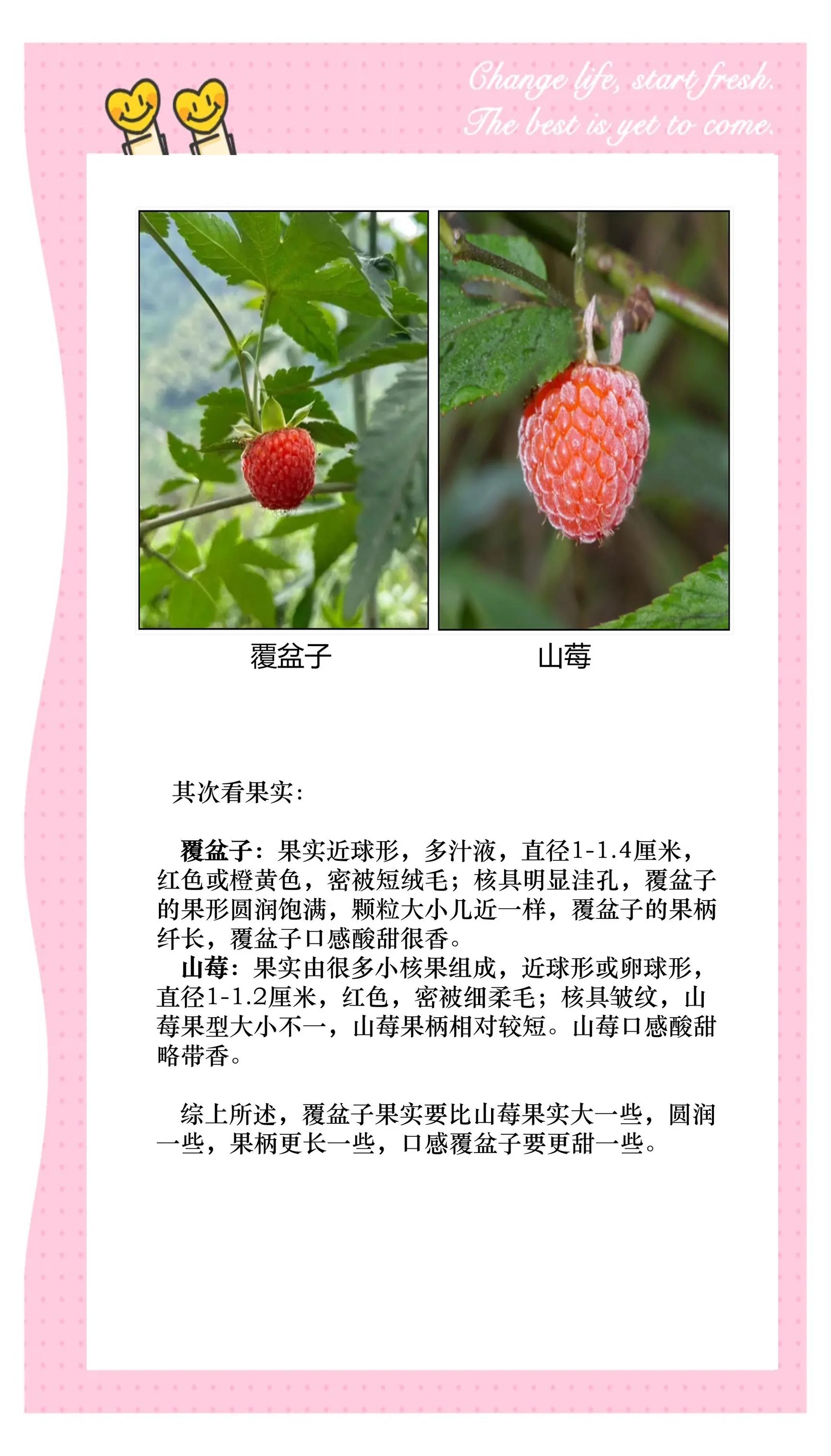 覆盆子图片