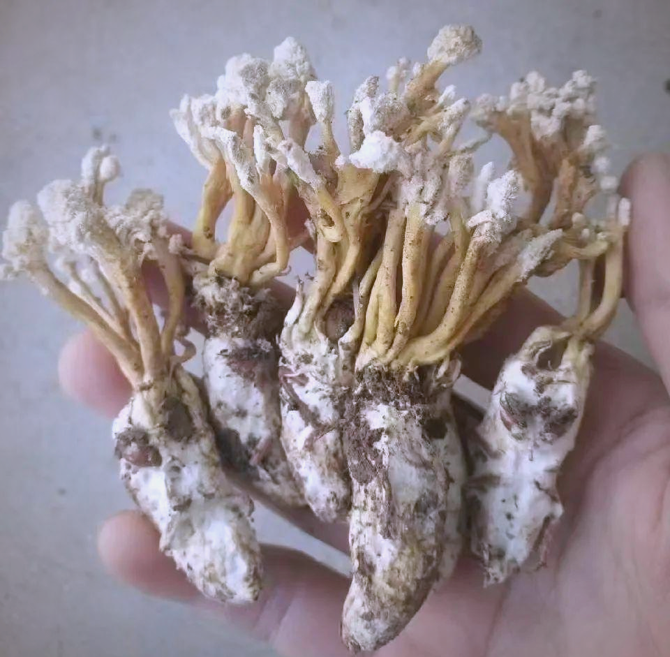 金蝉花