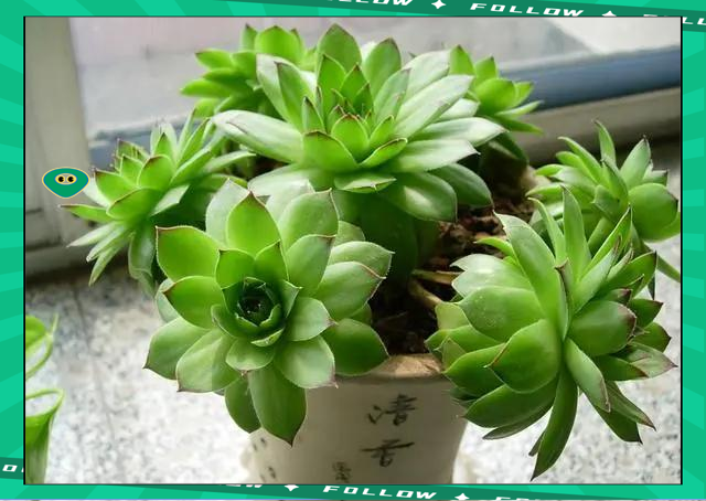 常见药食两用植物盘点 这些野菜竟能治病