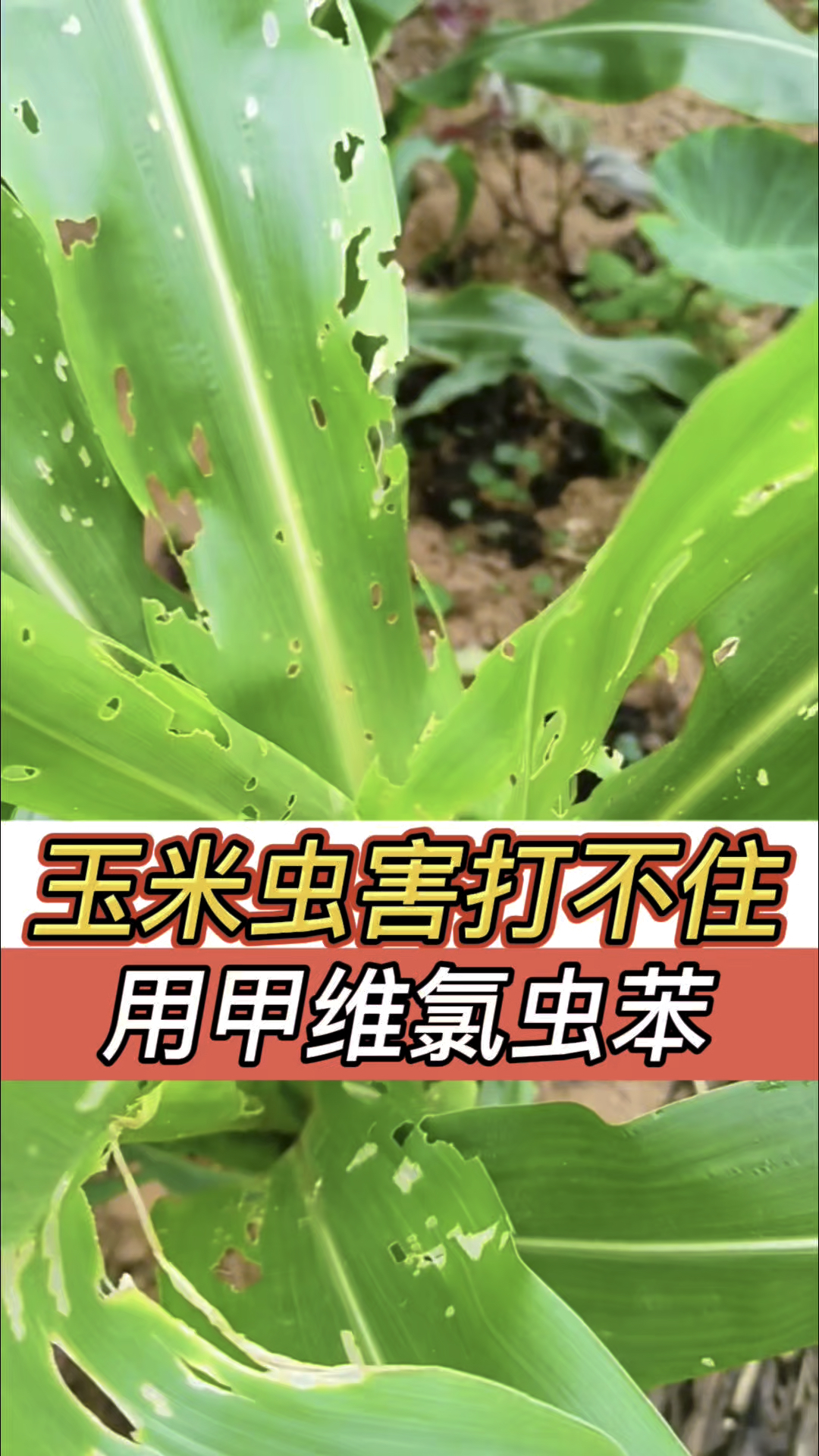 玉米病虫害防治