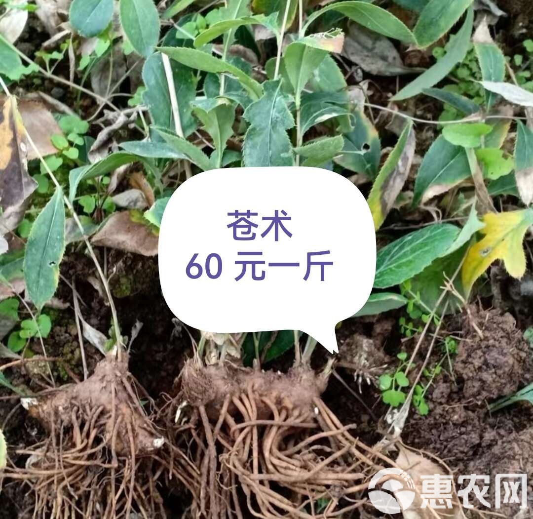 板蓝根价格