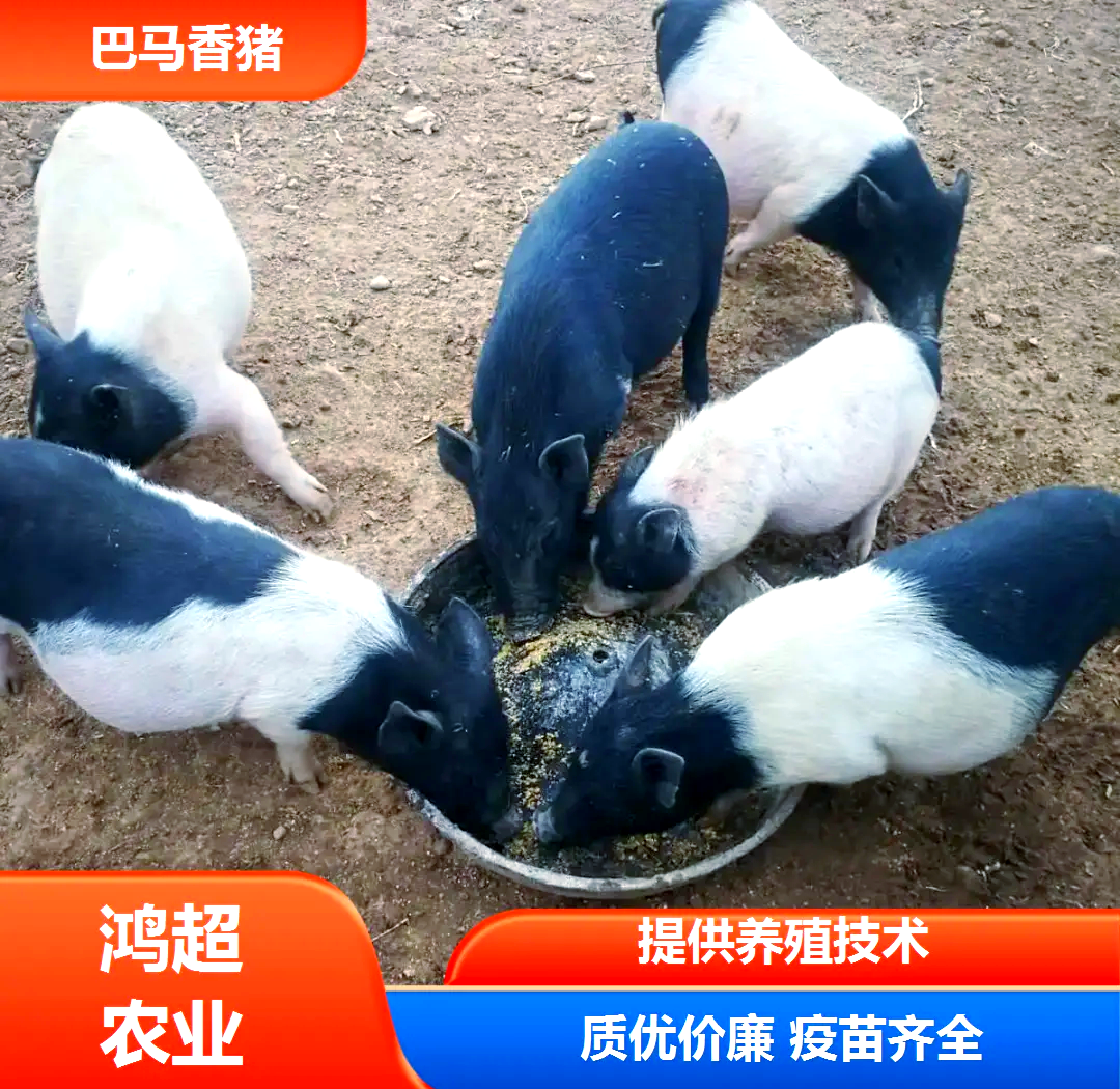 养小香猪要注意什么 小香猪晚上一直叫的原因