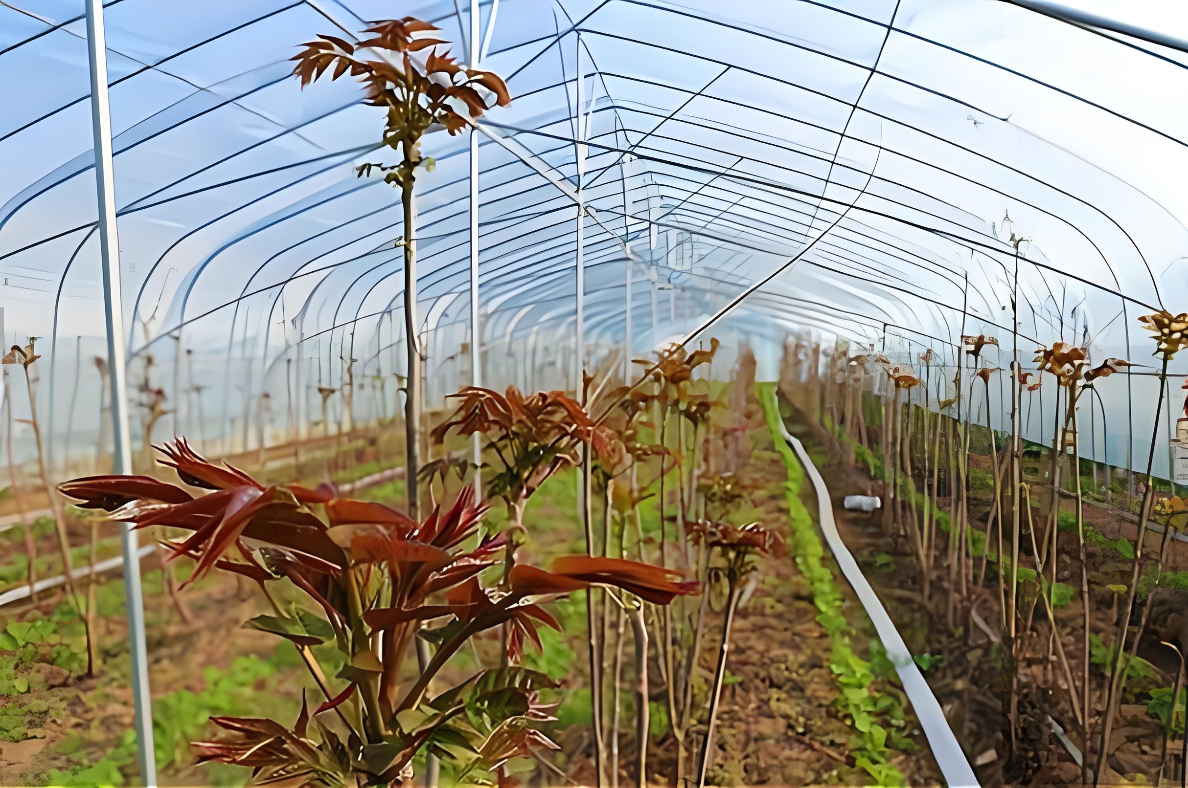 香椿什么时候种植 香椿怎么种植方法