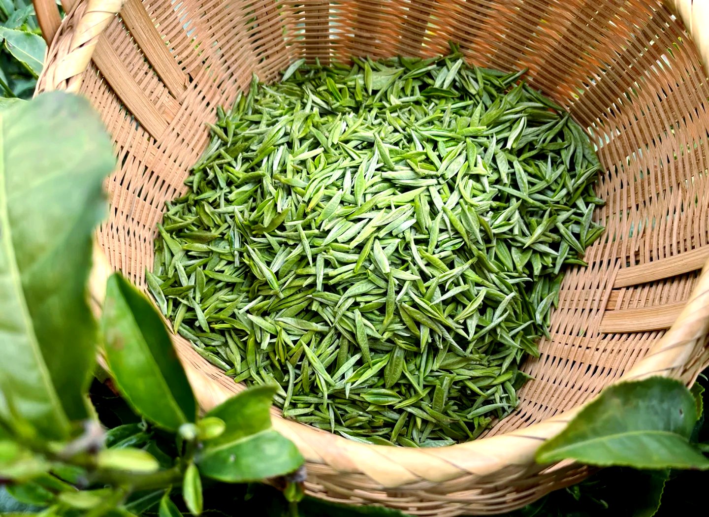 黄山毛峰明前新茶品鉴及冲泡指南，黄山旅游纪念品推荐