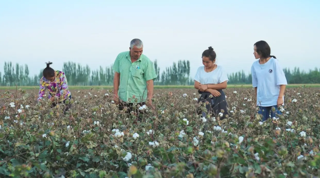 央视名嘴为新疆棉花发声 棉花是树吗 长什么样子