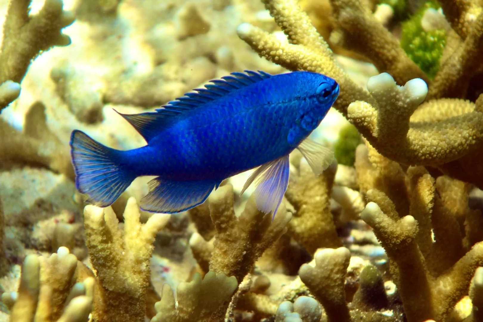 蓝魔手机怎么样好不好 蓝魔手机忘记密码如何解锁