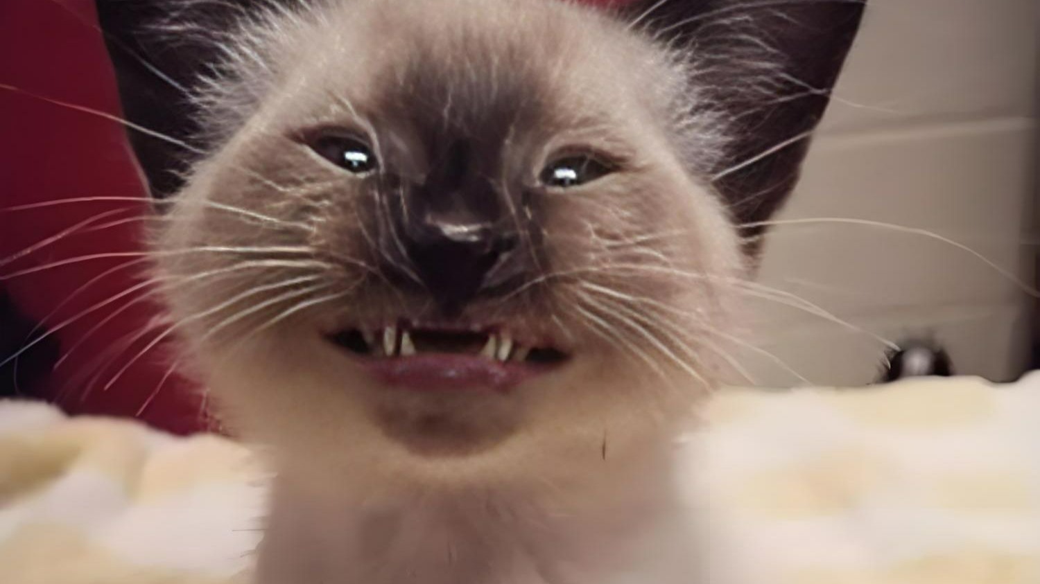 新手怎么避免尴尬约茶？探秘“教育分期”套路及更多说法解析