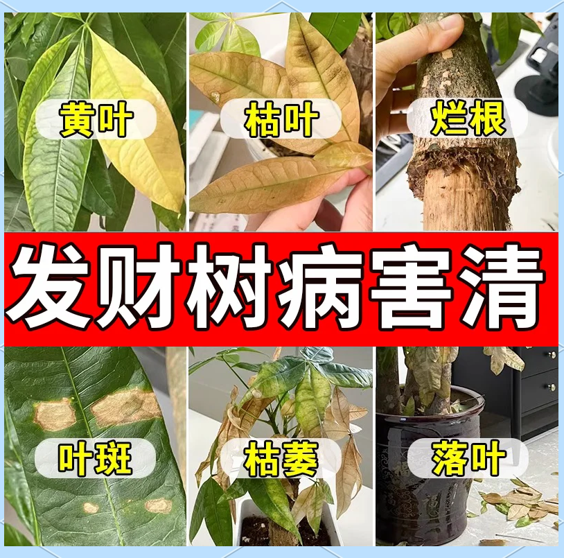 发财树叶子发黄怎么办 光照和浇水如何调整