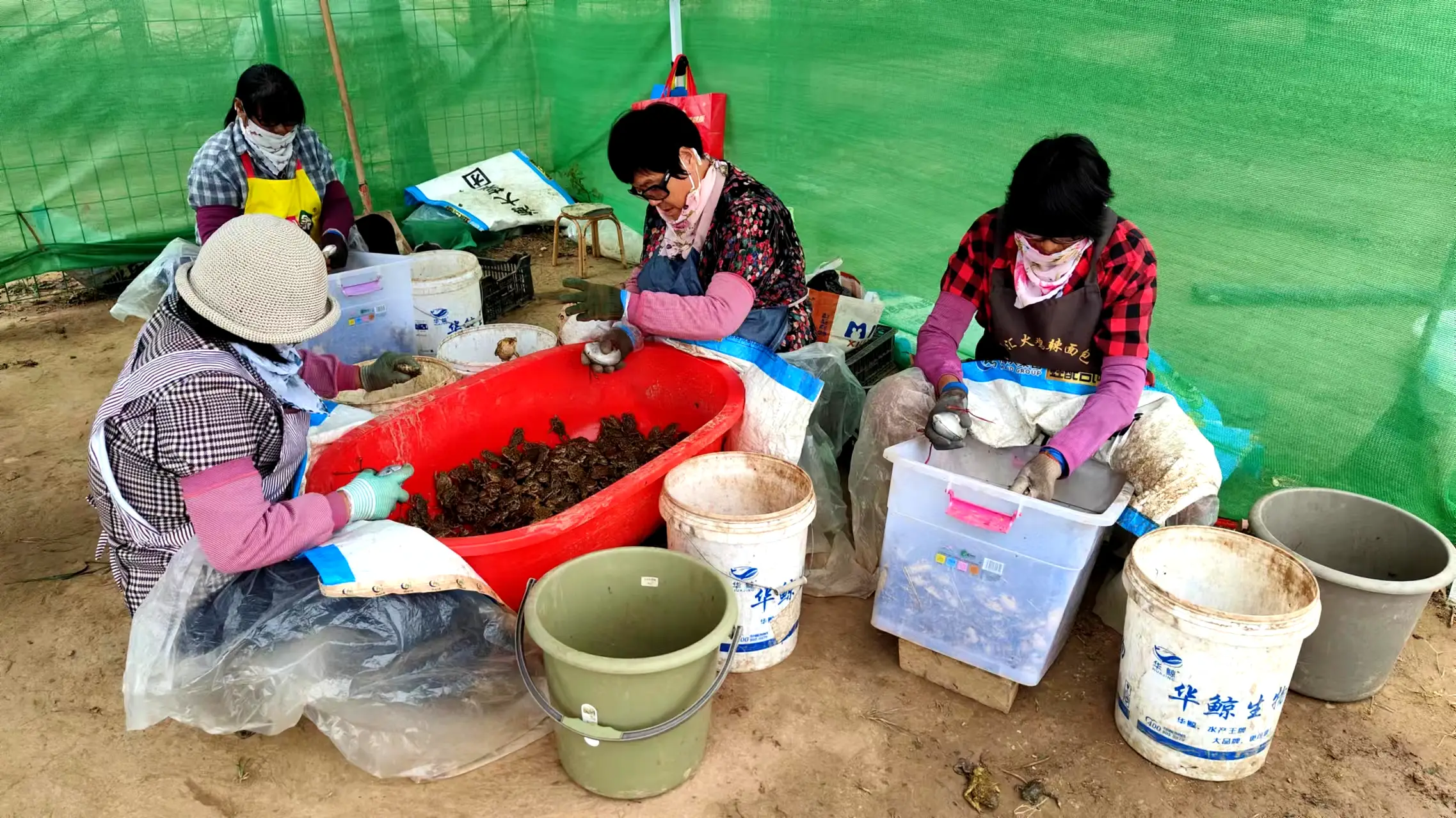蟾蜍养殖要办证吗 养蟾蜍赚钱吗 蟾蜍养殖要点有哪些