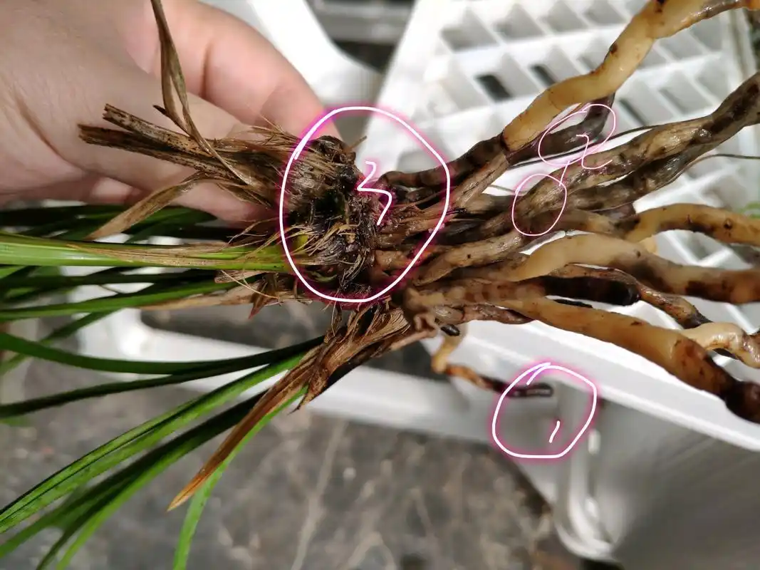 兰花种植