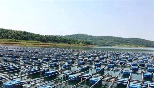 为什么禁止网箱养鱼 水库网箱养鱼利弊何在