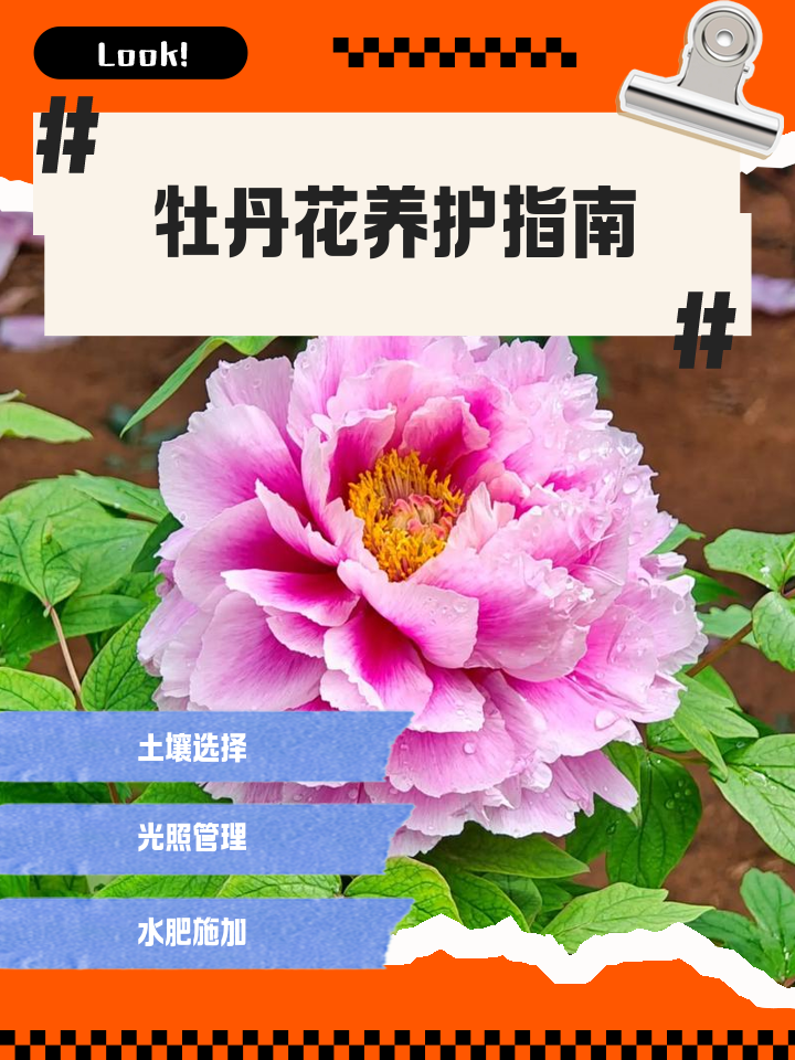 牡丹花如何种植 牡丹花在南方种植好吗