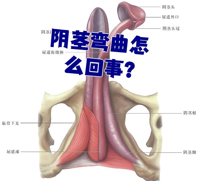 人类的丁丁为什么会撞脸蘑菇？有特殊的作用，还是巧合...