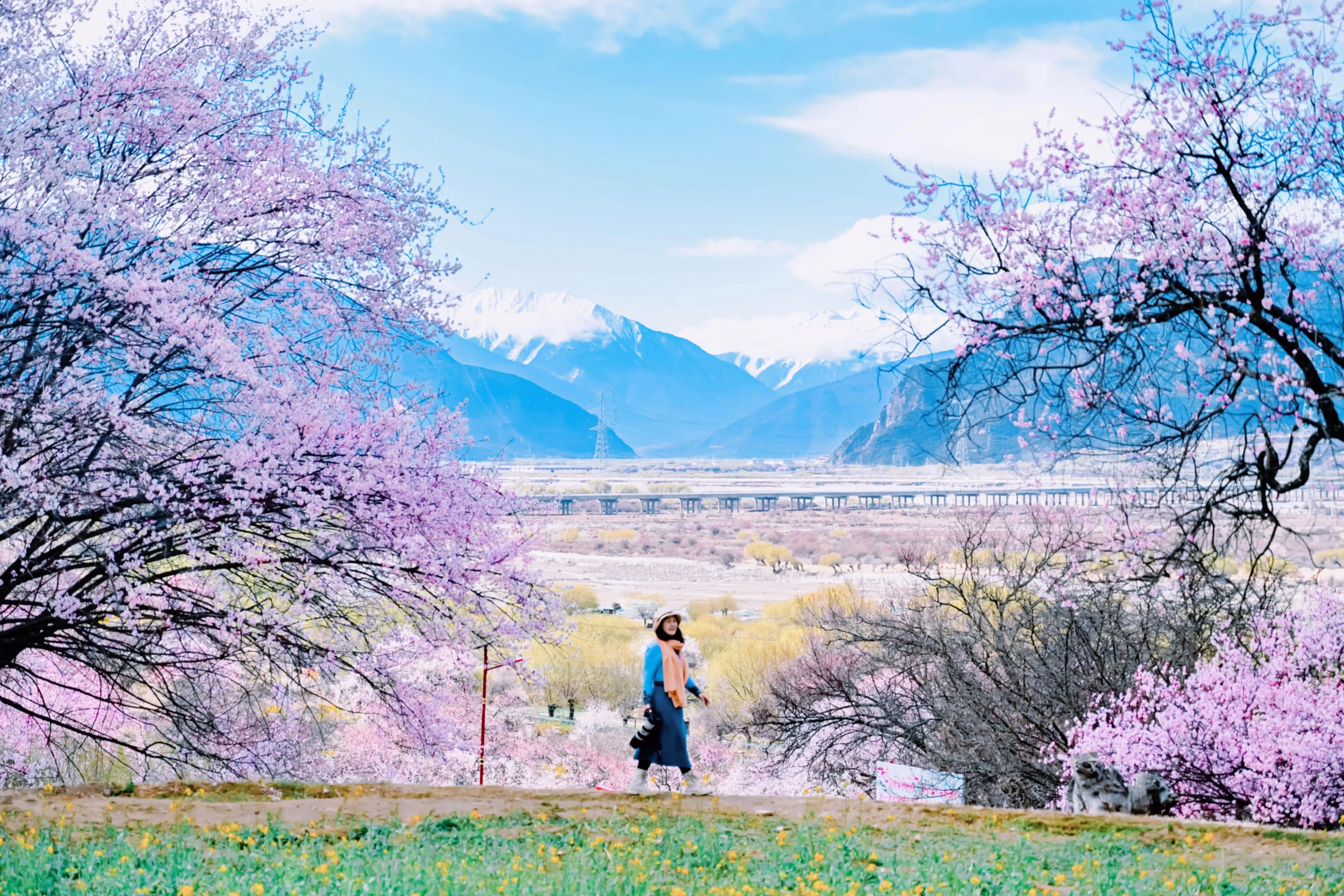 到西藏林芝看雪山桃花是一种什么经历?...