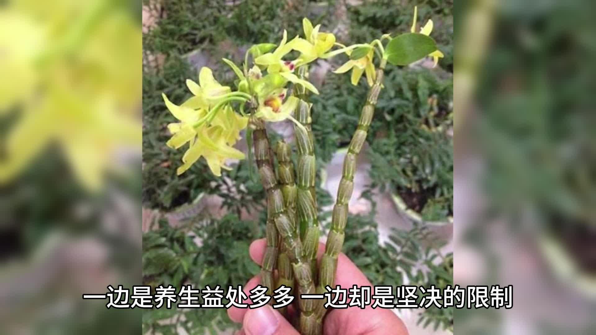 哪三种人不能吃铁皮石斛 铁皮石斛的副作用有哪些