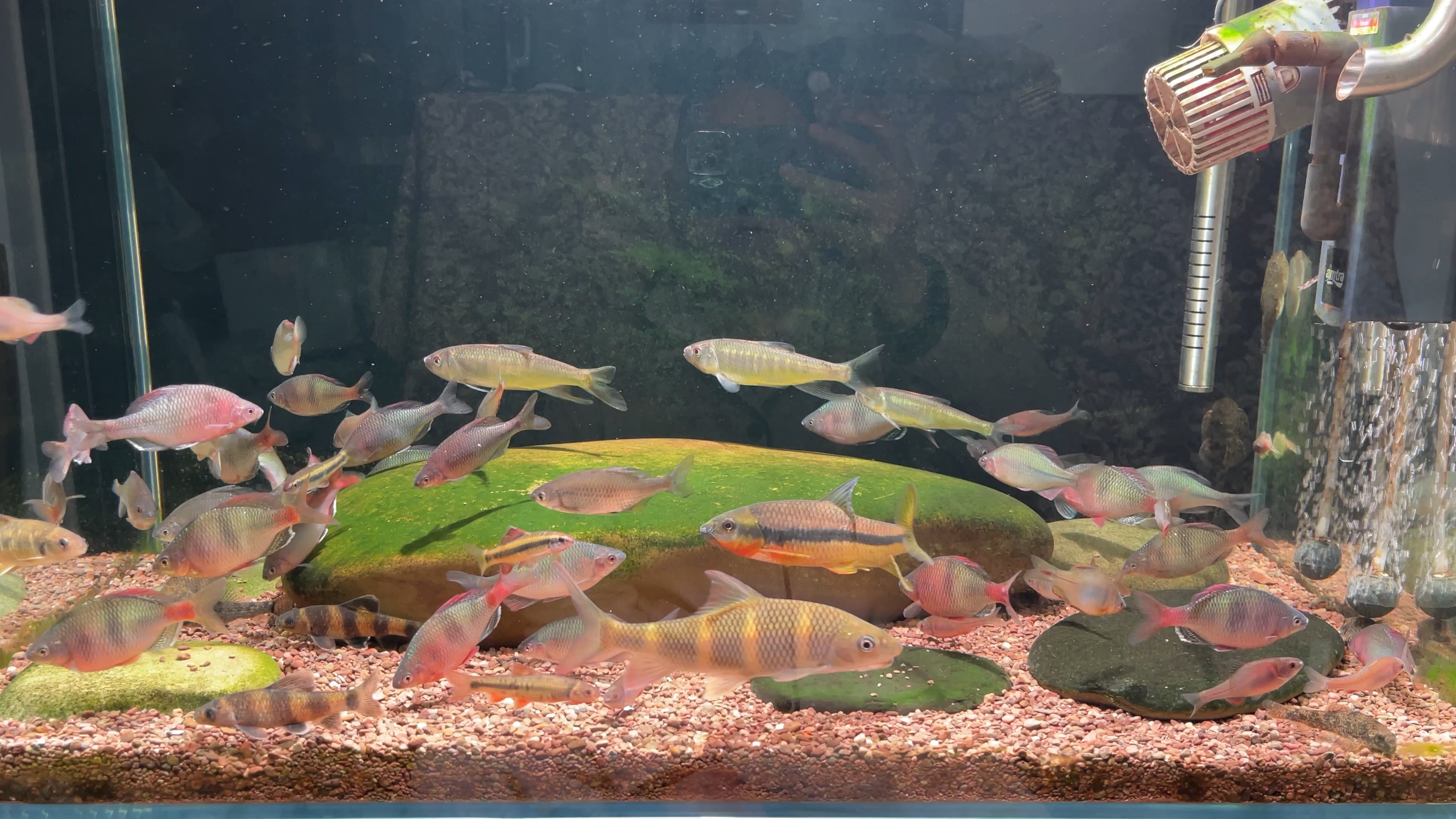 宠物胖，主人也容易胖吗？...