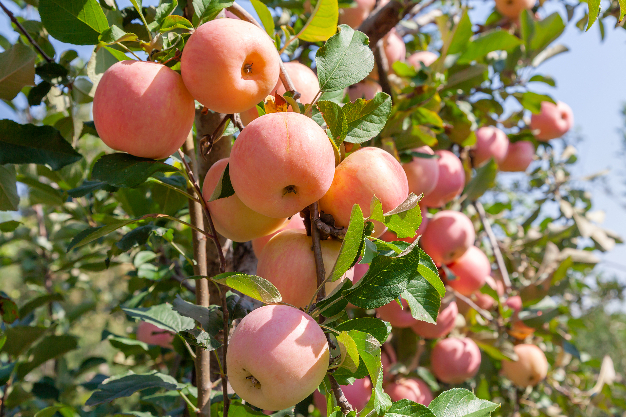 苹果笔记本系统