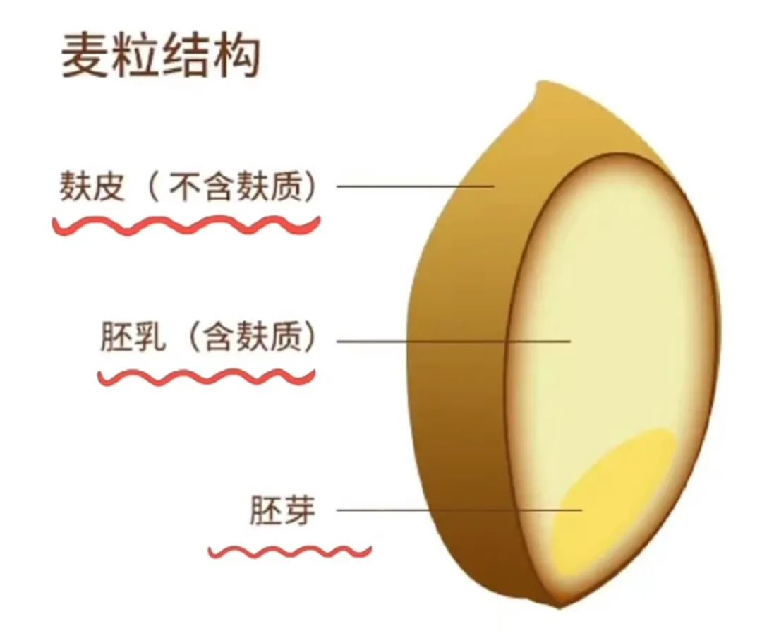 小麦种子属于什么种子 小麦种子可以放多久