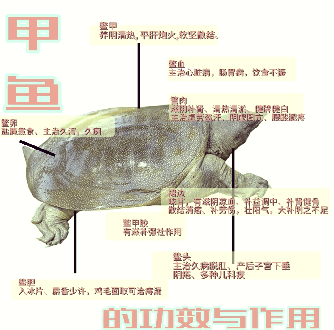 甲鱼价格
