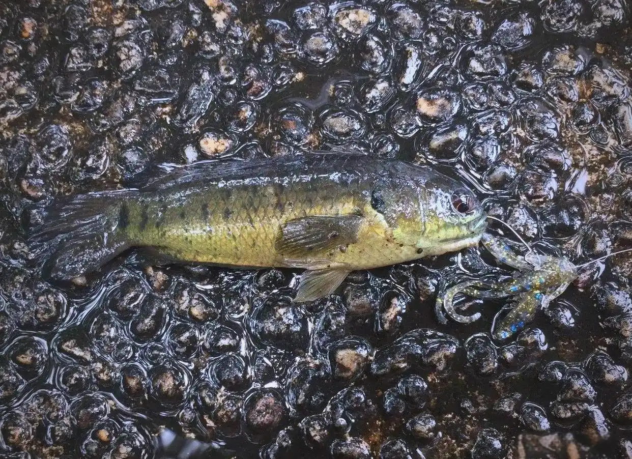 淡水鱼的饲养方法和最好养殖鱼种 淡水鱼养殖需要注意哪些情况